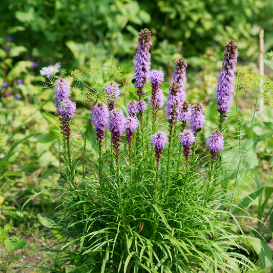 Lampenpoetser (x25) - Bakker