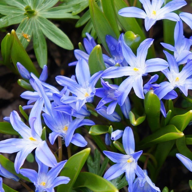 Chionodoxa forbesii - Forbes' sneeuwroem