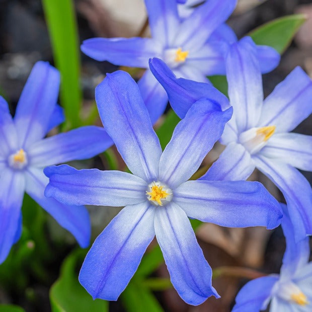 Sneeuwroem 'Blue Giant' (x10) - Chionodoxa forbesii blue giant