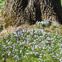 Sneeuwroem 'Blue Giant' (x10) - Chionodoxa forbesii blue giant - Voorjaarsbloeiers