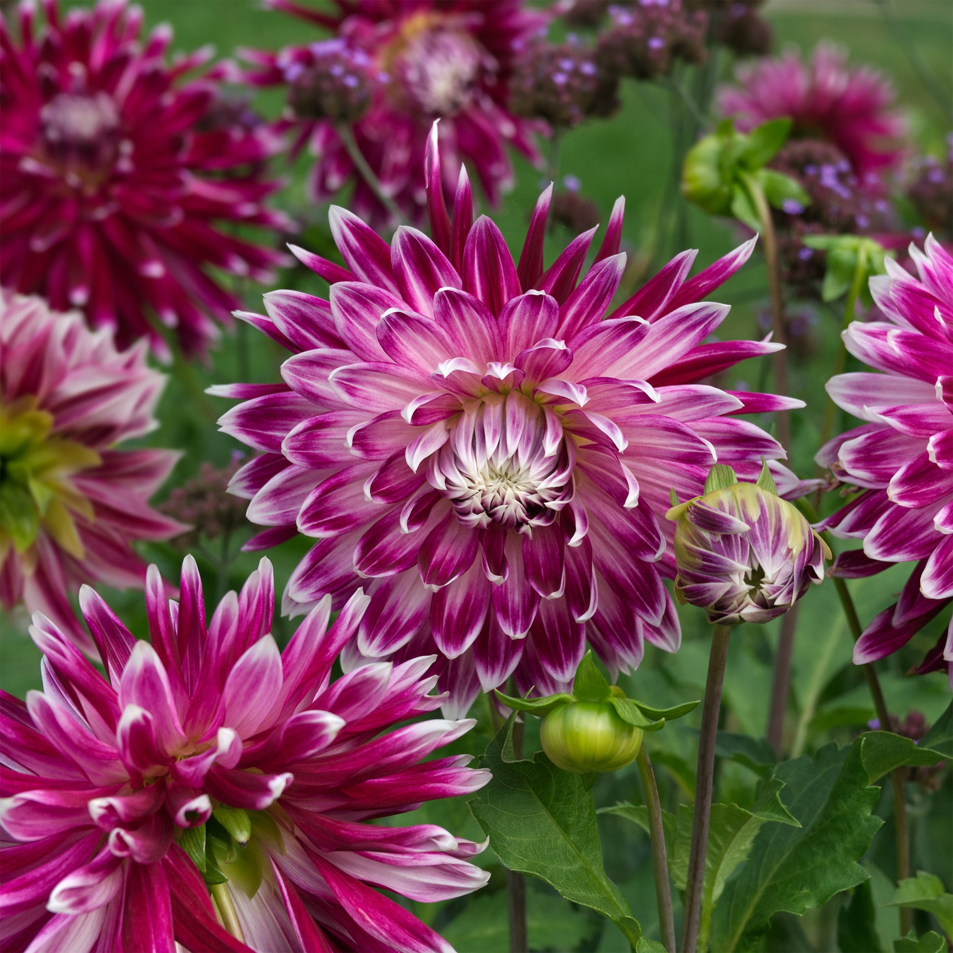 Dahlia 'Vancouver' (x3) - Dahlia 'vancouver' - Bakker