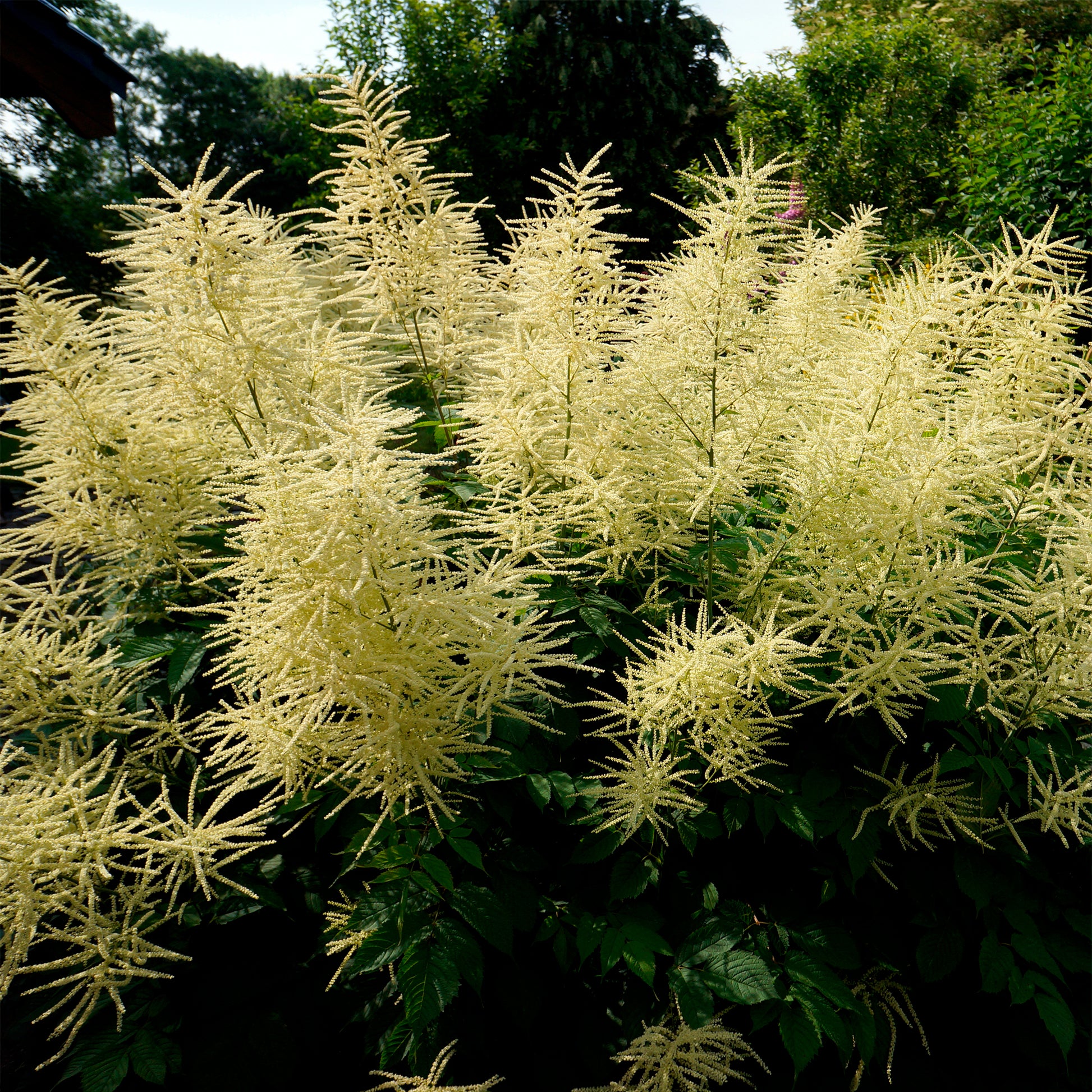 Geitenbaard - Aruncus dioicus - Bakker