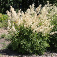 Verkoop Geitenbaard - Aruncus dioicus