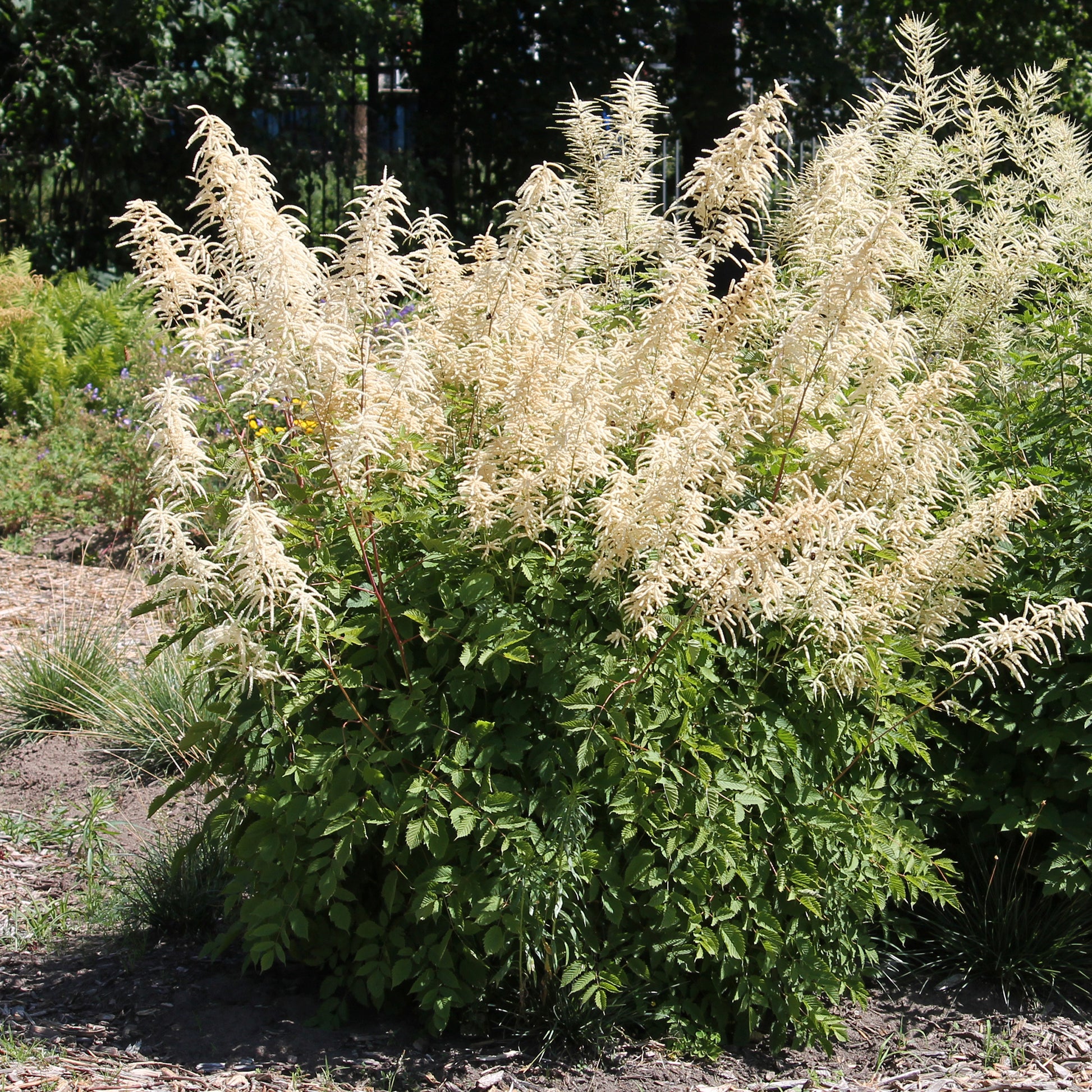 Verkoop Geitenbaard - Aruncus dioicus