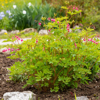 Gebroken hartje - Dicentra spectabilis - Bakker