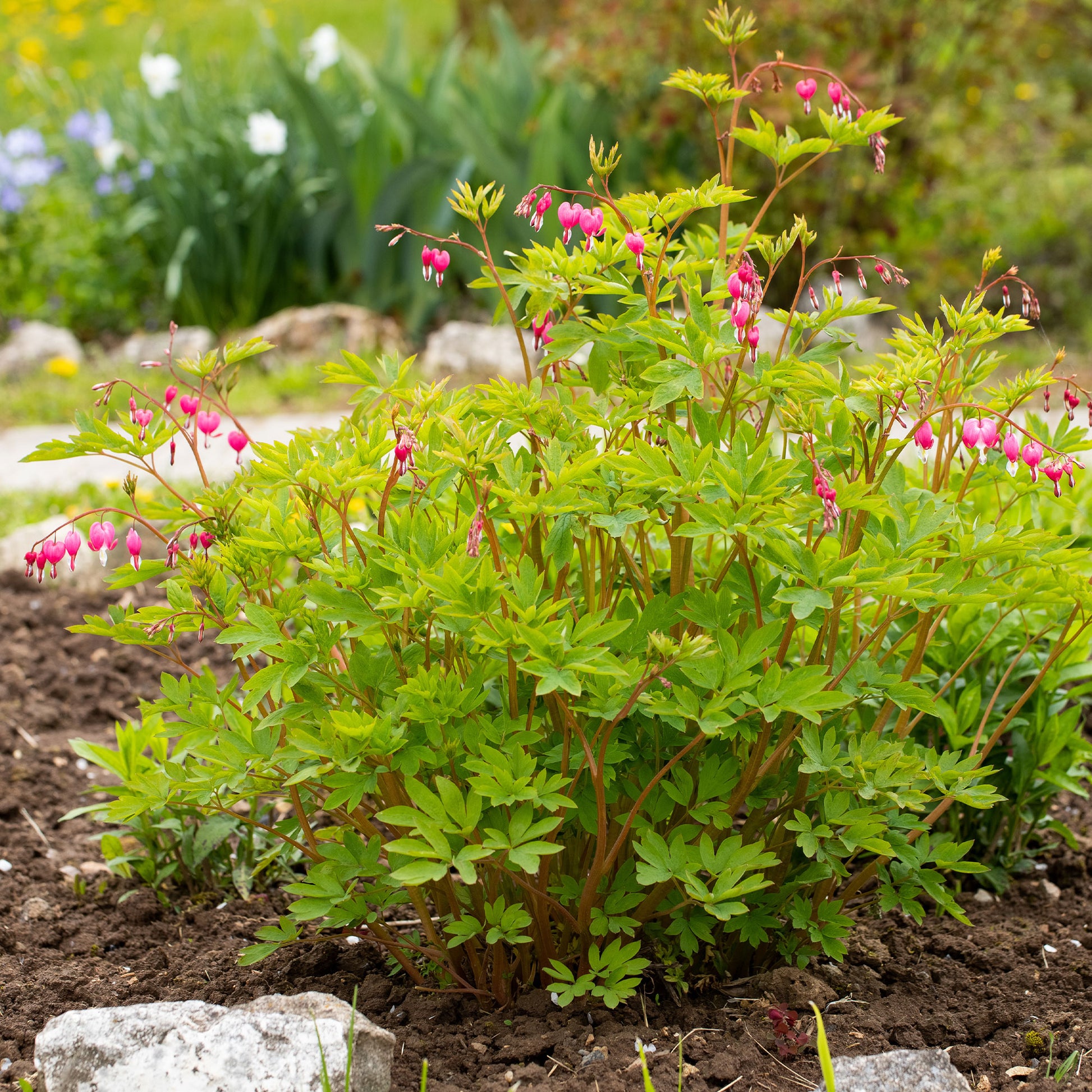 Gebroken hartje - Dicentra spectabilis - Bakker