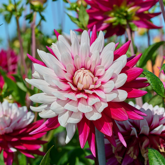 Dahlia 'Rebecca's World' (x3) - Bakker