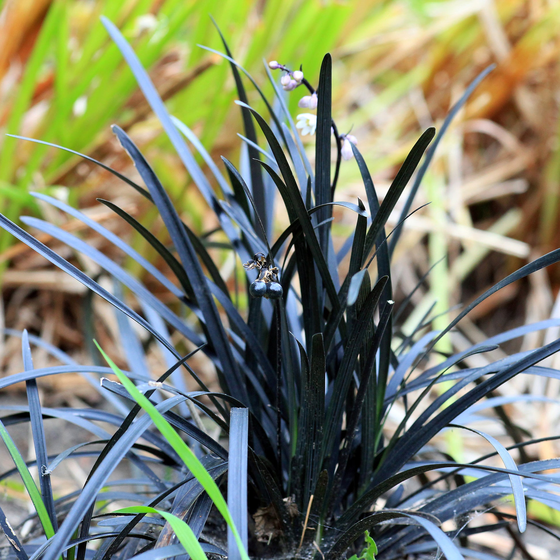 Verkoop Slangenbaard 'Nigrescens' - Ophiopogon planiscapus Niger