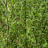 Phyllostachys bissetii - Bamboe Phyllostachys - Bamboe