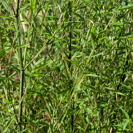 Bamboe Phyllostachys - Bakker