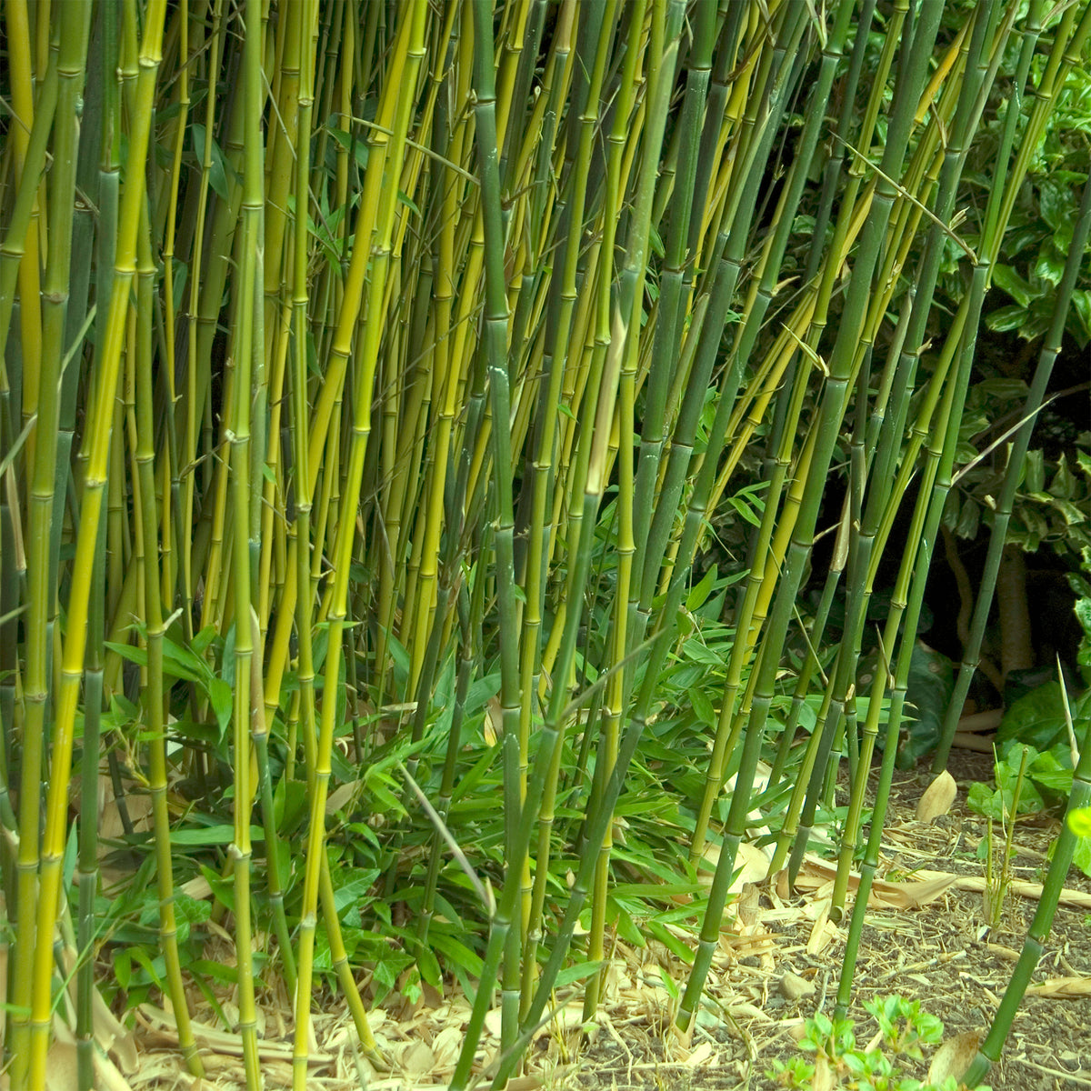 Bamboe Phyllostachys - Phyllostachys bissetii - Bakker