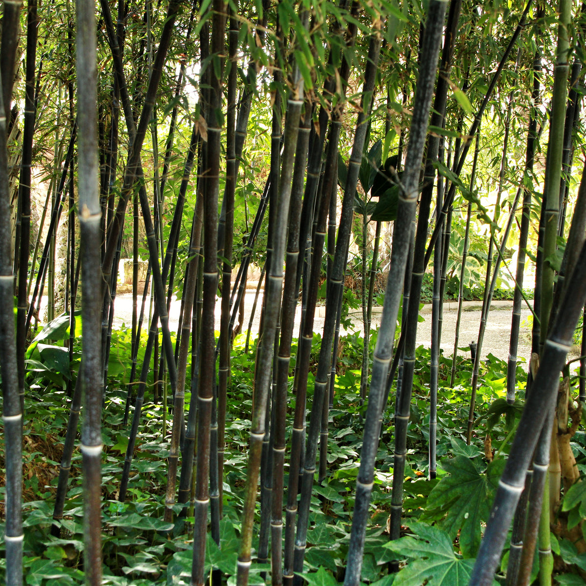 Zwarte bamboe Phyllostachys - Phyllostachys nigra - Bakker