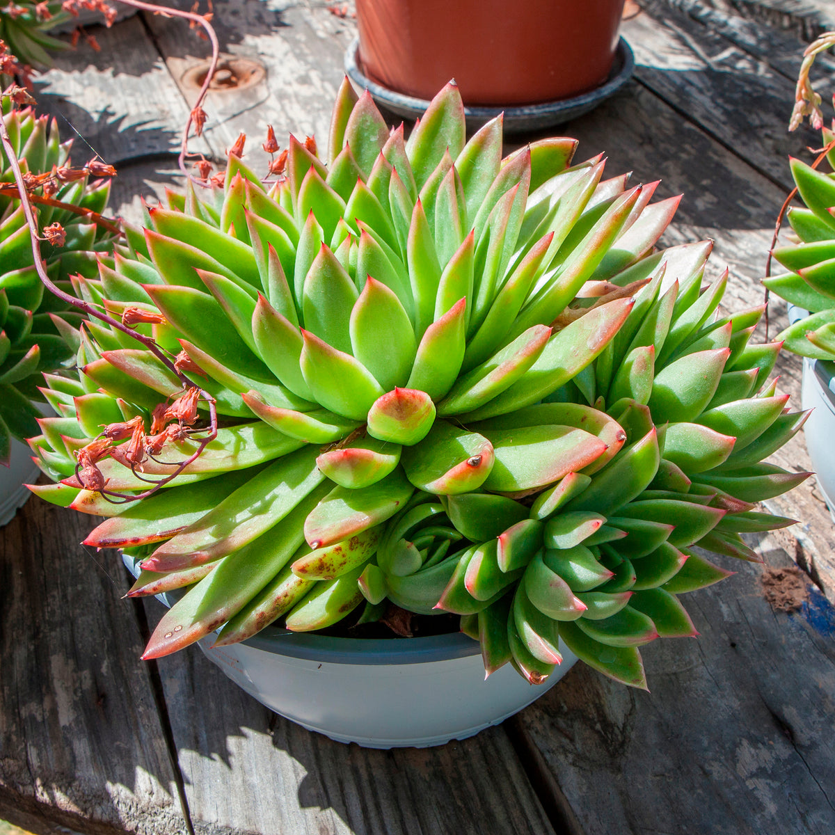 Echeveria - Bakker