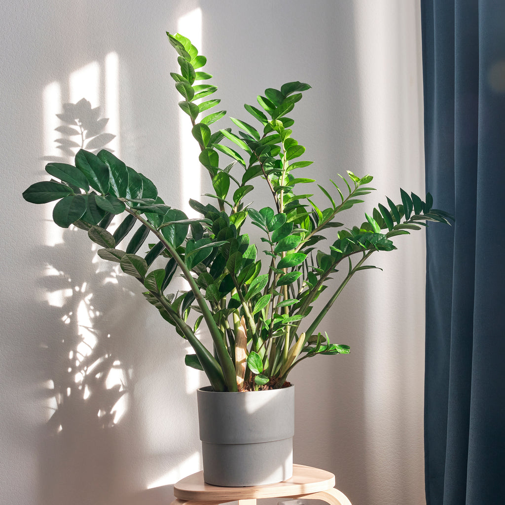 purple pot plants Purple Passion Plant – Hey Rooted main image 1