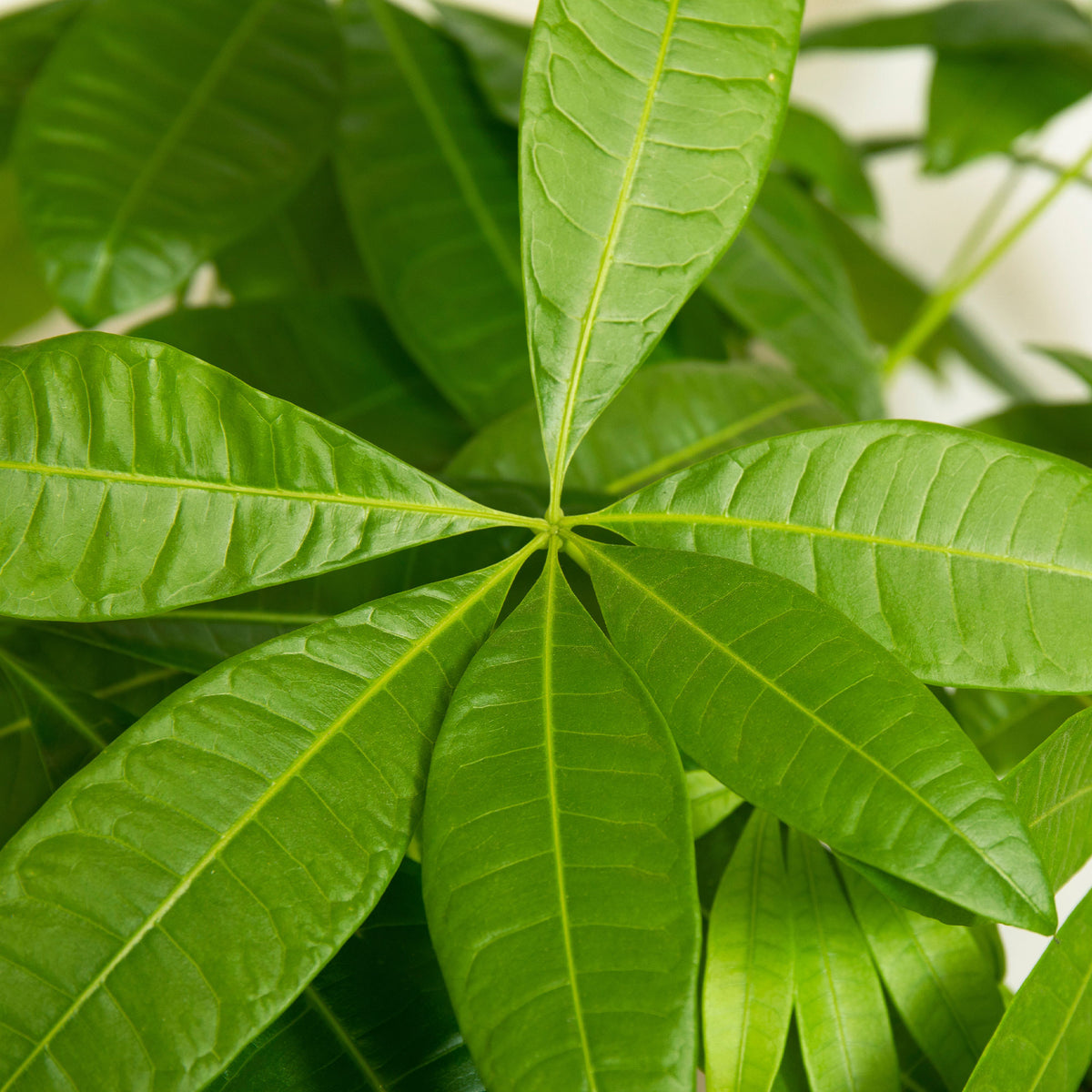 Pachira aquatica - Geldboom met gevlochten stam - Groene kamerplanten voor interieur
