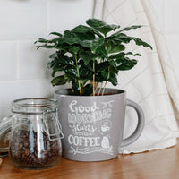 Coffea arabica - Koffieplant - Groene kamerplanten voor interieur