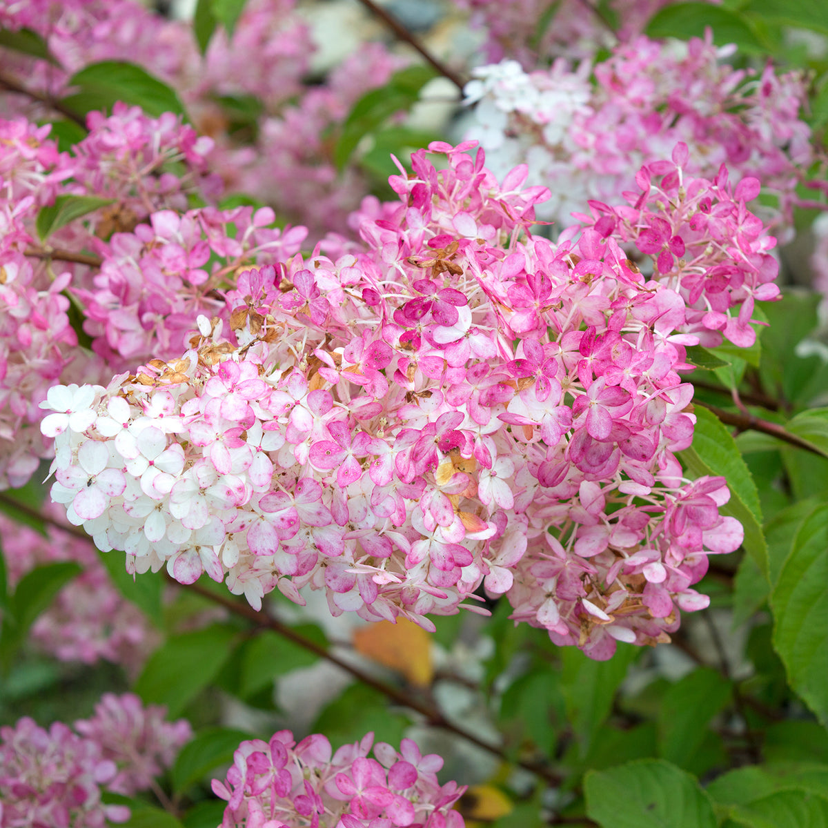 Pluimhortensia 'Vanille Fraise'