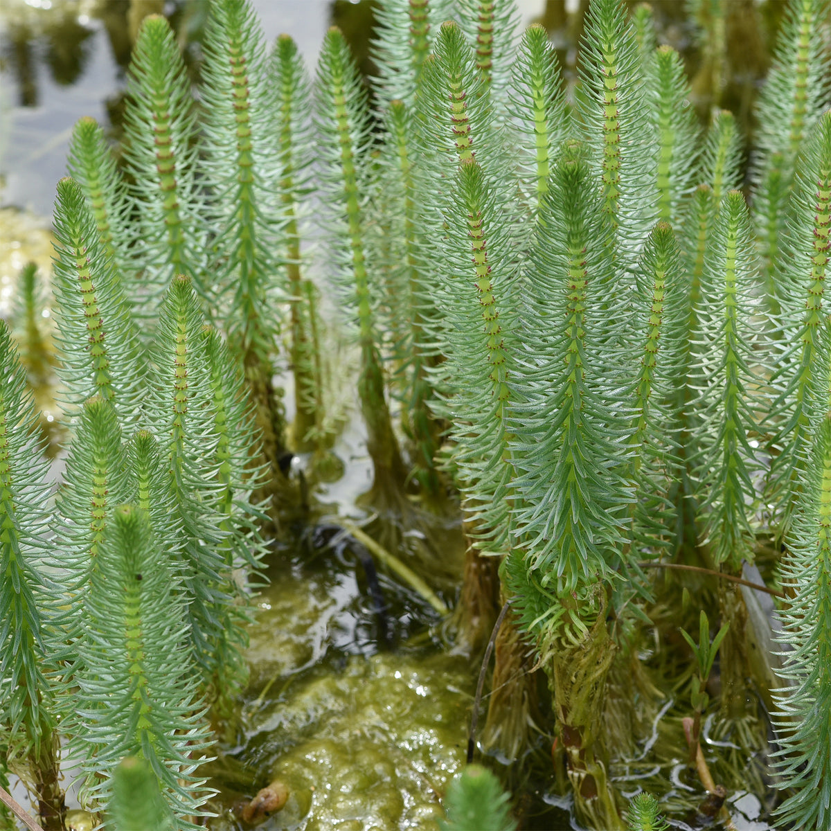Hippuris vulgaris - Watermeloen - Hippuris vulgaris - Alle vijverplanten