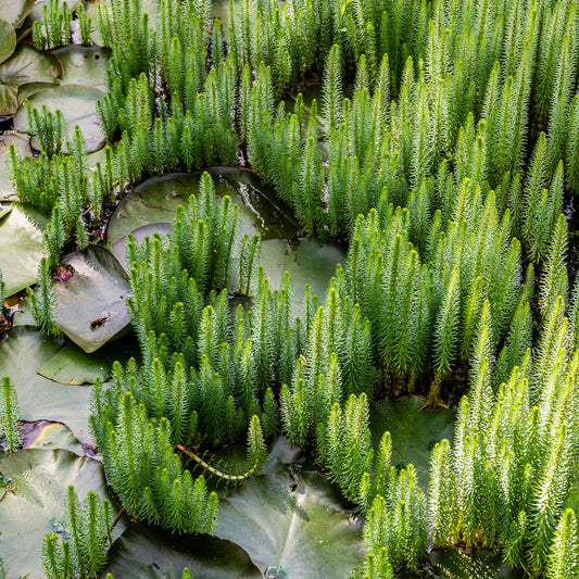 Watermeloen - Hippuris vulgaris - Bakker