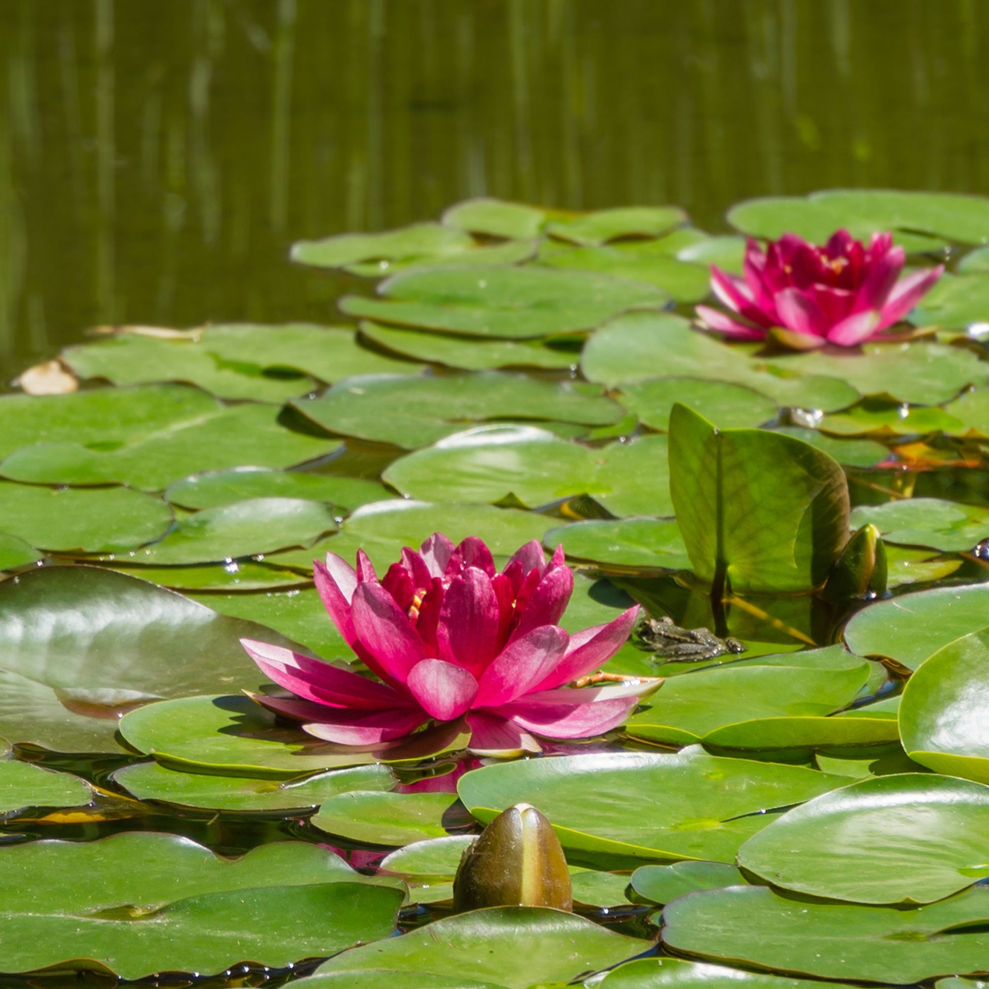 Nymphaea 'Attraction' - Waterlelie attractie - Waterlelies