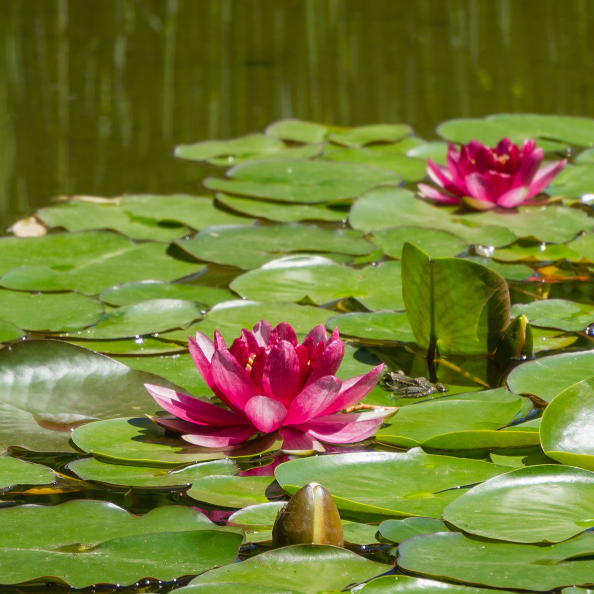Waterlelie attractie - Nymphaea 'Attraction' - Bakker