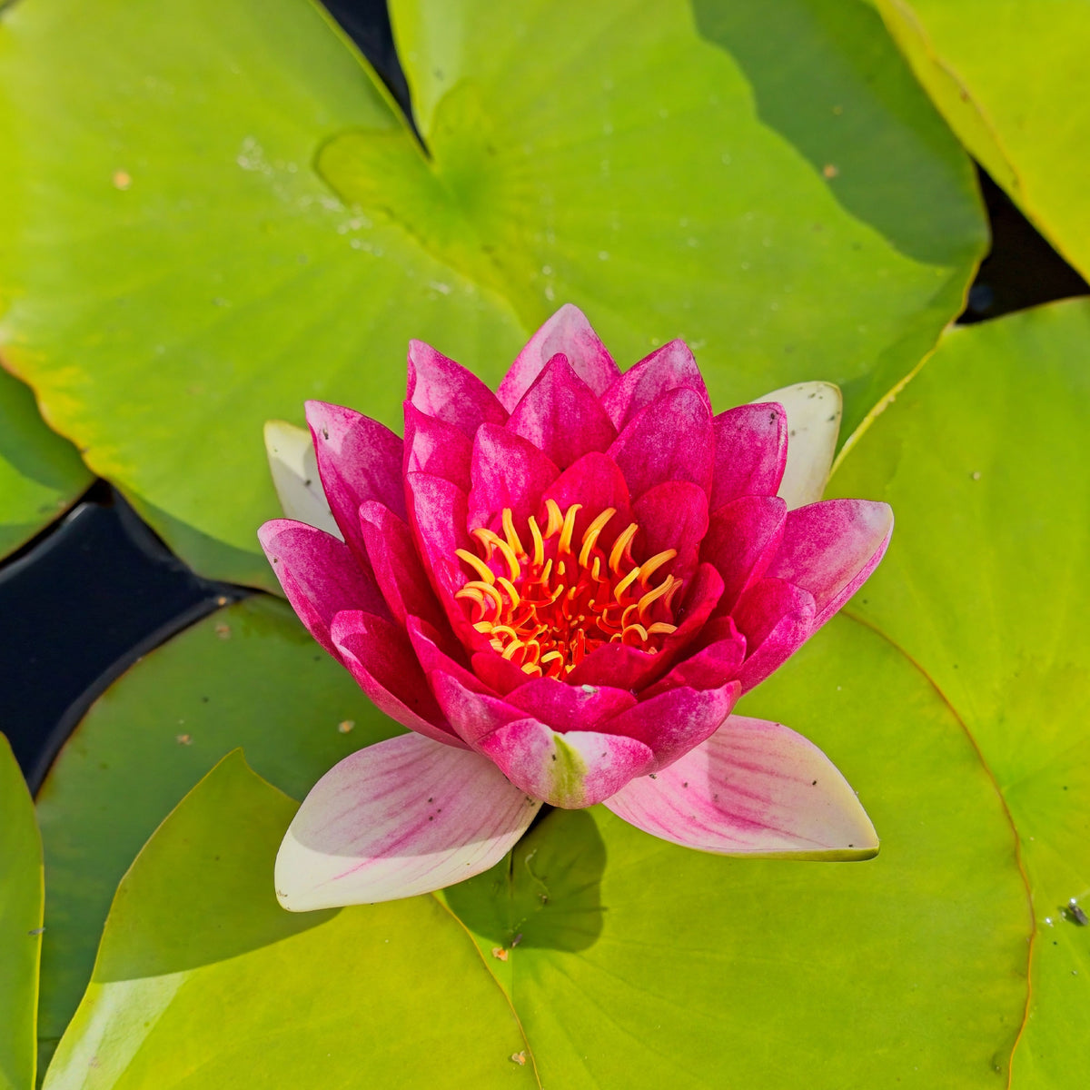 Nymphaea 'Attraction' - Waterlelie attractie - Waterlelies