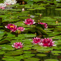Waterlelie attractie - Nymphaea 'Attraction' - Bakker