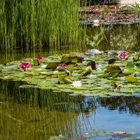 Waterlelies - Waterlelie attractie - Nymphaea 'Attraction'