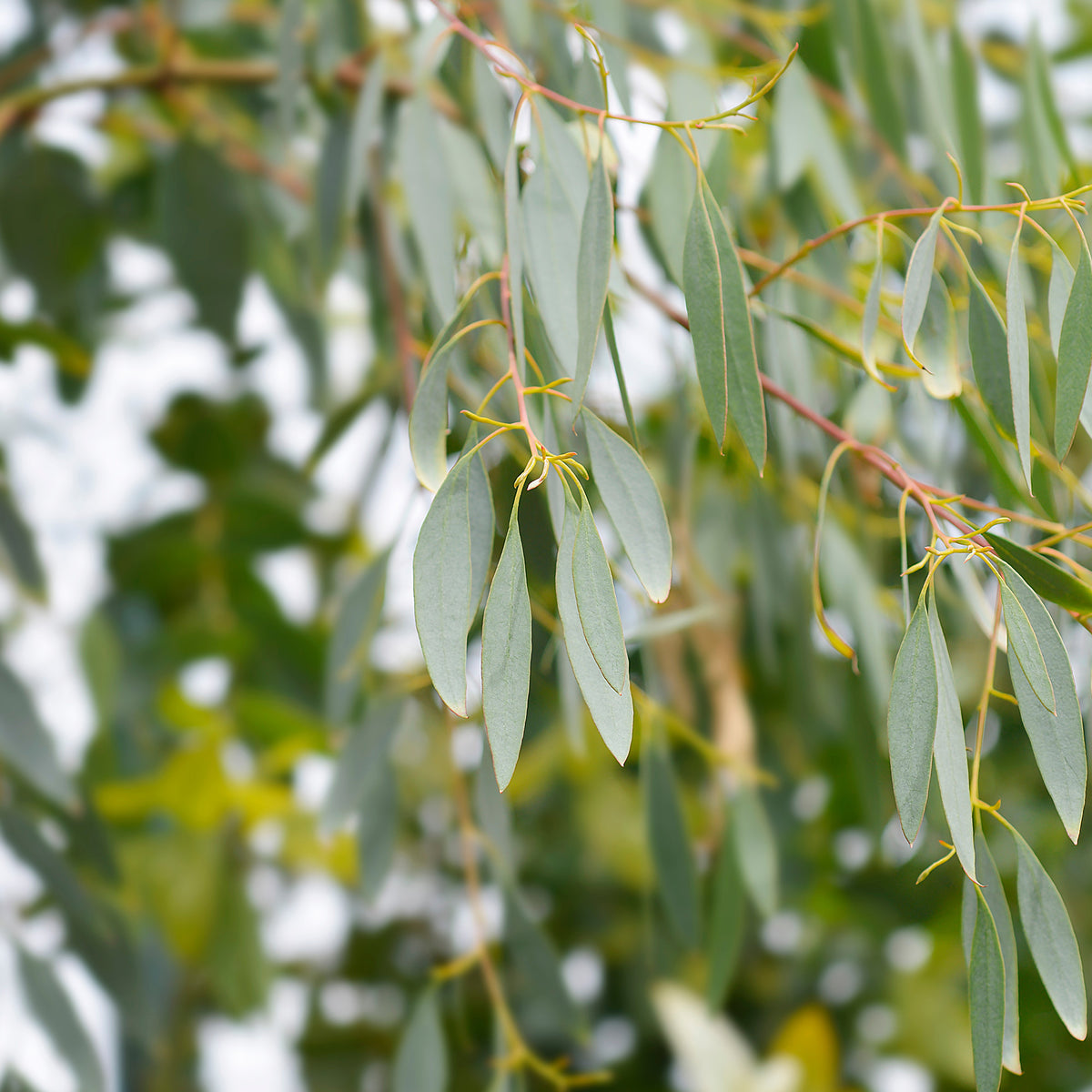 Eucalyptus - Eucalyptus gunnii - Eucalyptus gunnii