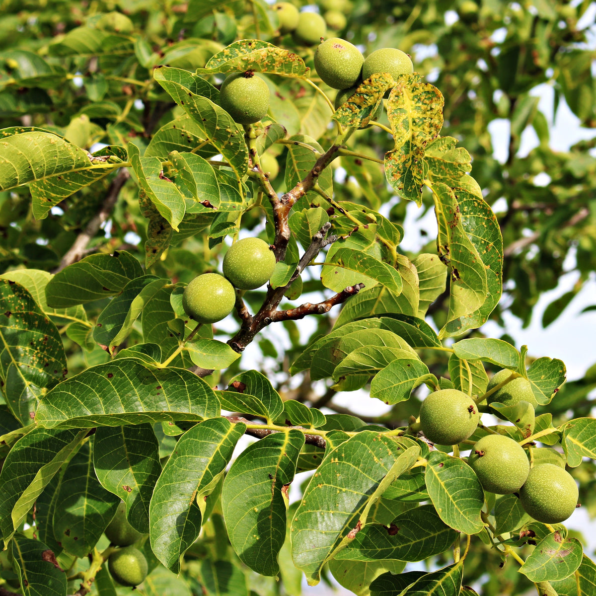 Walnotenboom - Walnotenboom - Juglans regia