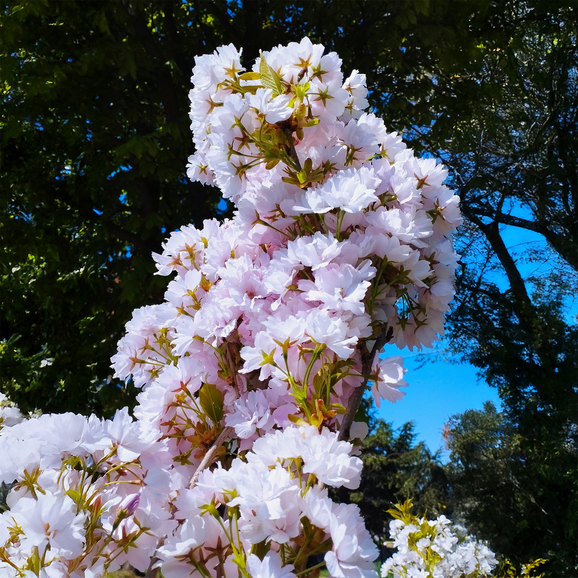 Verkoop Japanse sierkers 'Amanogawa' - Prunus serrulata amanogawa