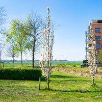 Japanse sierkers 'Amanogawa' - Bakker