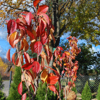 Prunus serrulata amanogawa - Japanse sierkers 'Amanogawa' - Japanse kersenbloesem - Prunus
