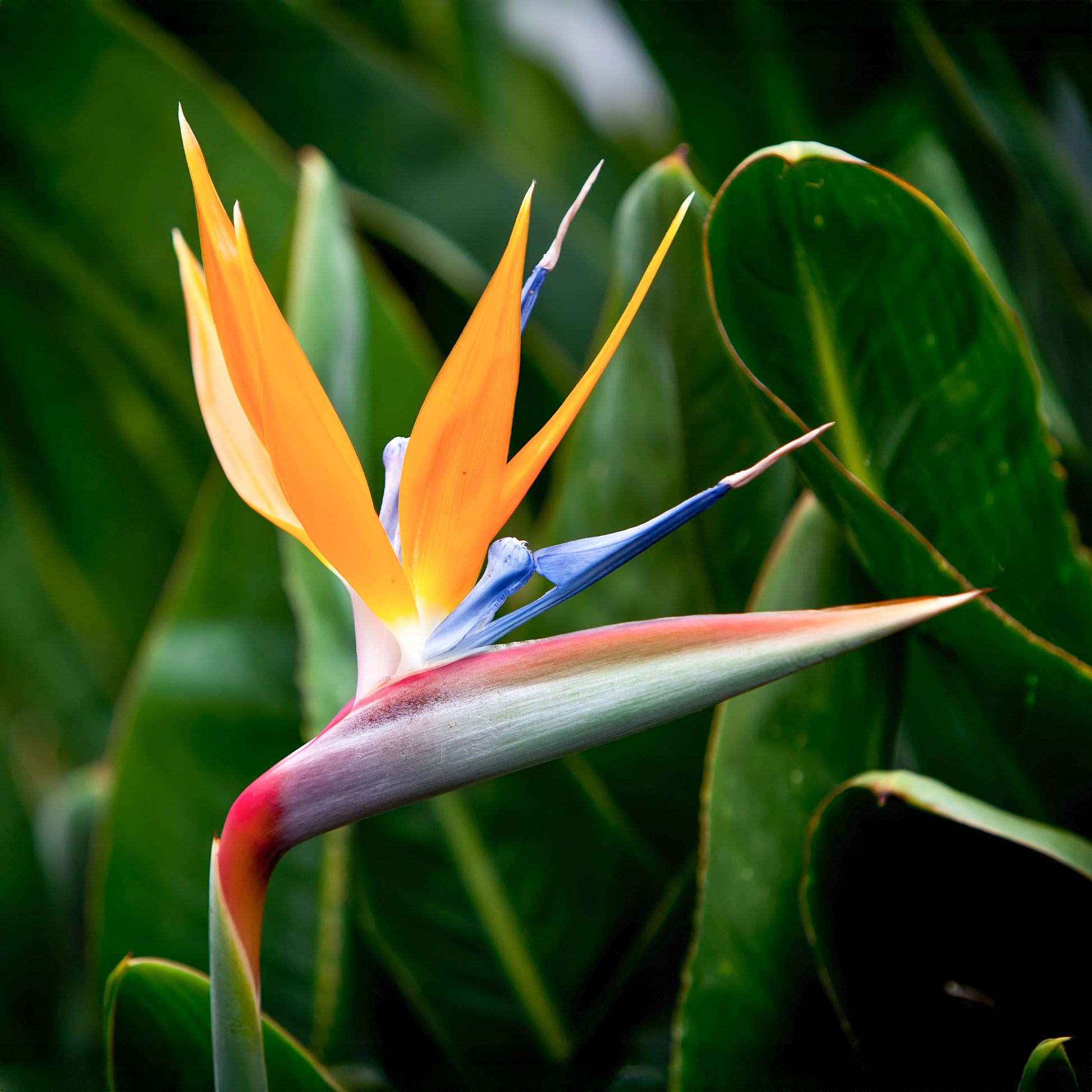 Paradijsvogelplant - Strelitzia - Bakker