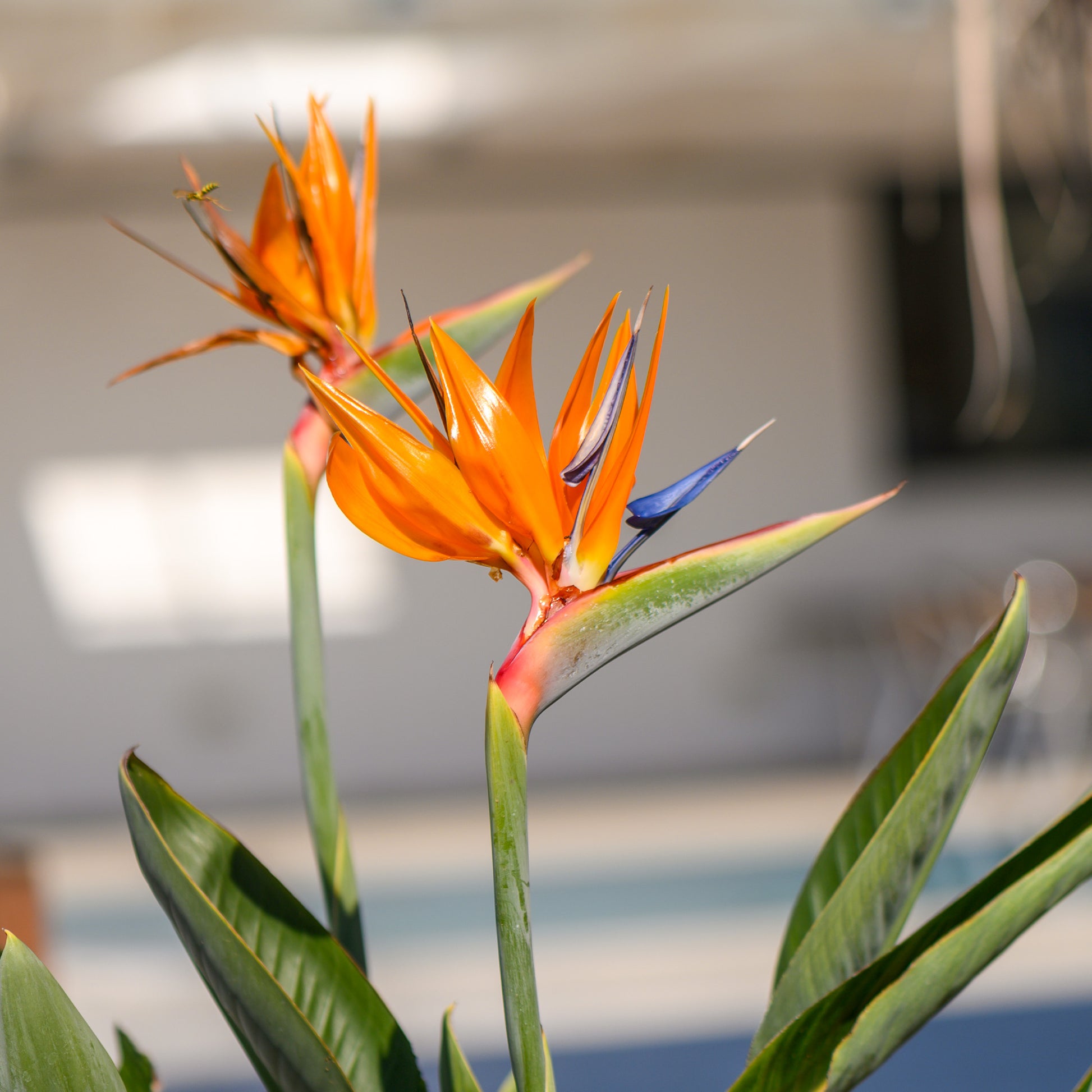 Strelitzia reginae humilis - Paradijsvogelplant - Strelitzia