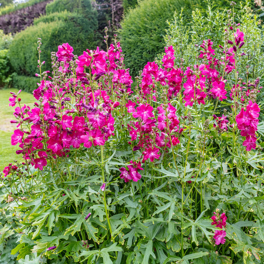 Griekse malva 'Party girl'