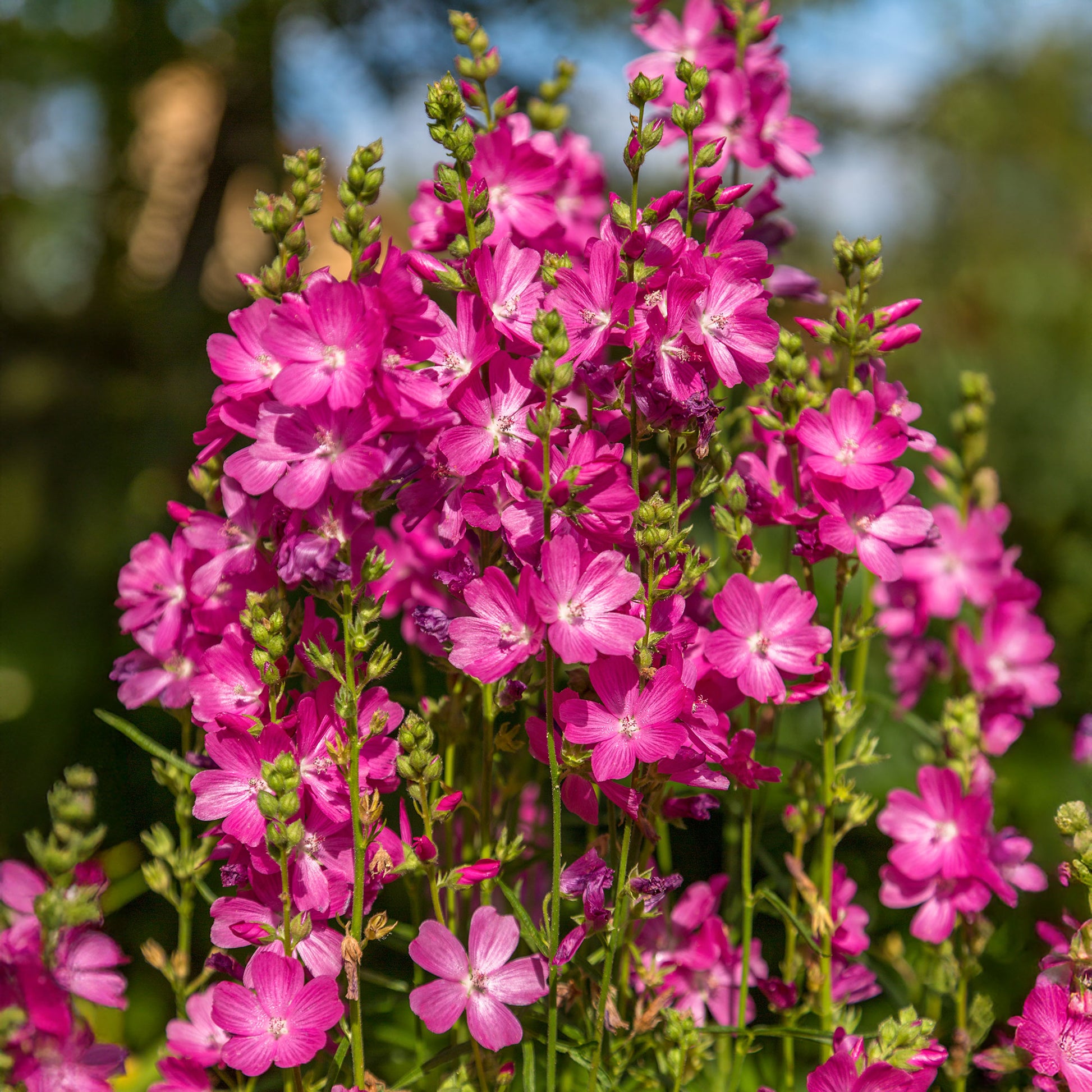 Griekse malva 'Party girl' - Sidalcea oregana Party Girl - Bakker