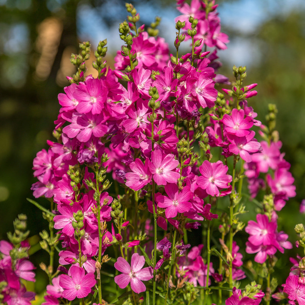Griekse malva 'Party girl' - Sidalcea oregana Party Girl - Bakker