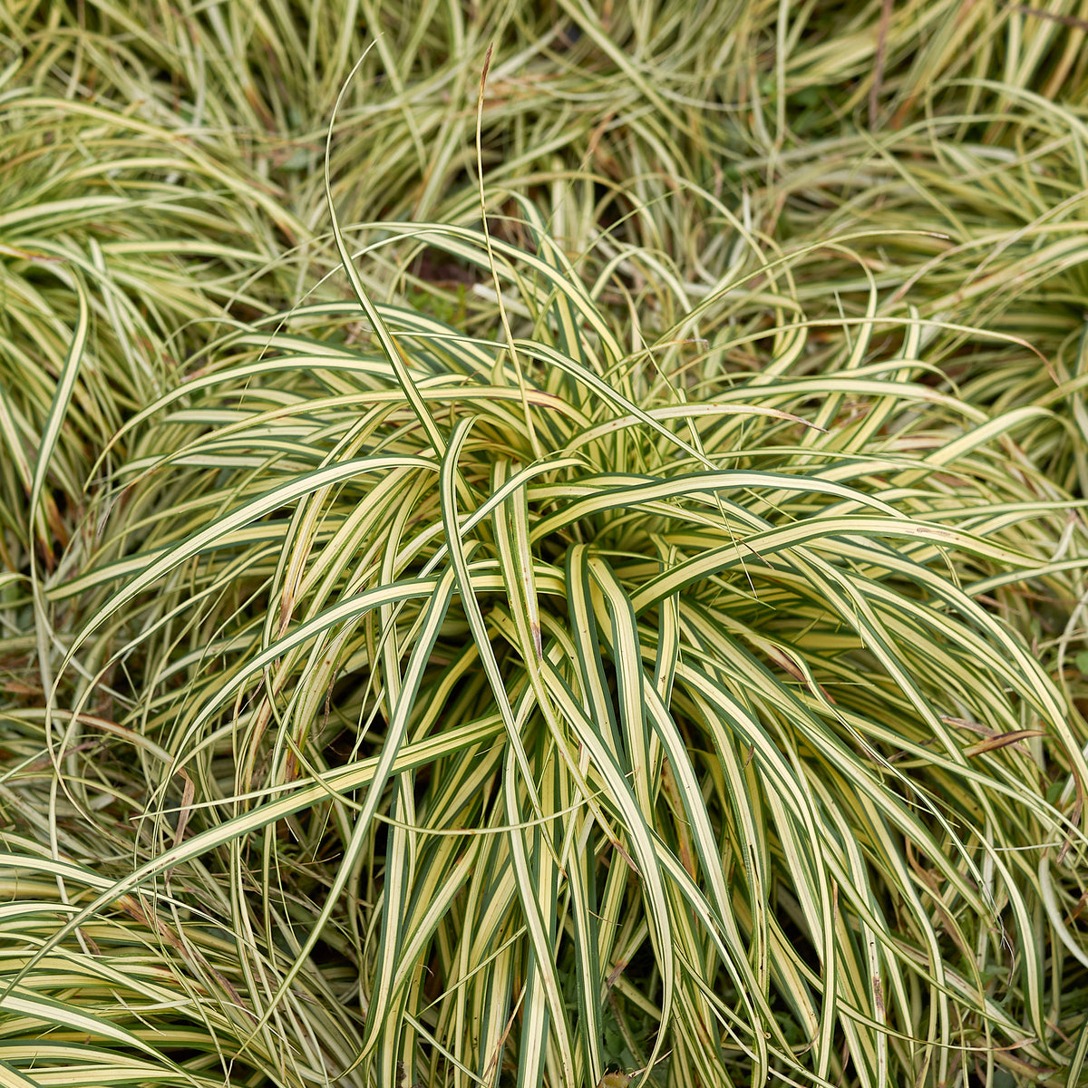 Zegge 'Evergold' - Zegge - Bakker