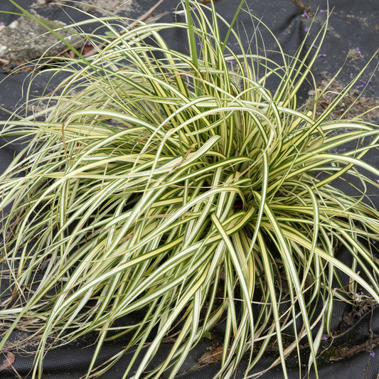 Zegge 'Evergold' - Bakker