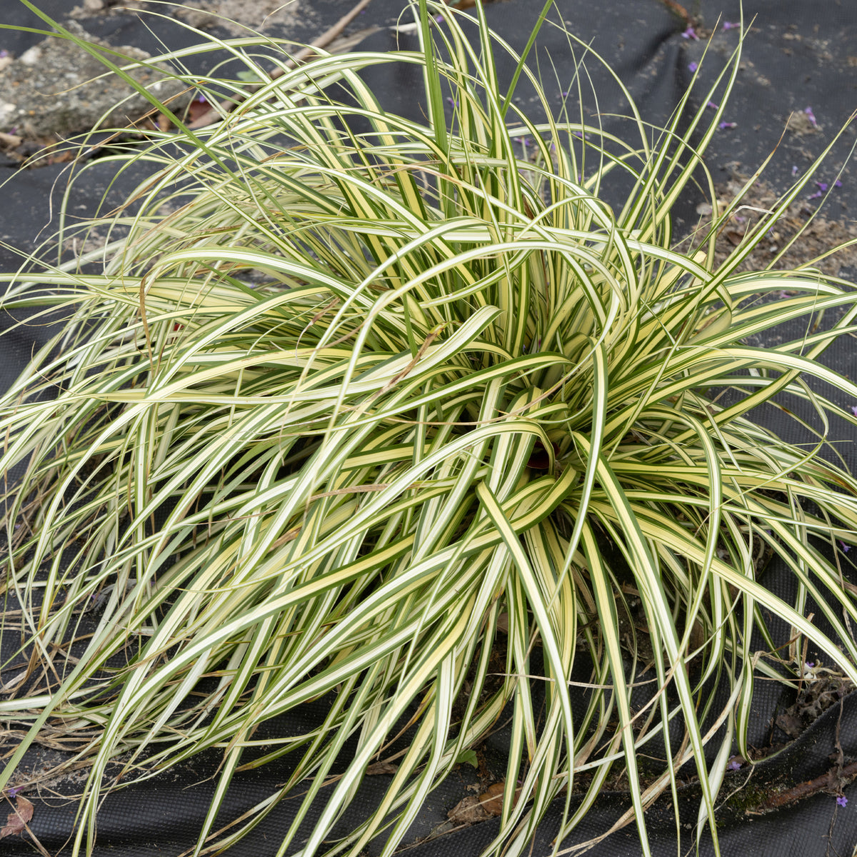 Zegge 'Evergold' - Bakker