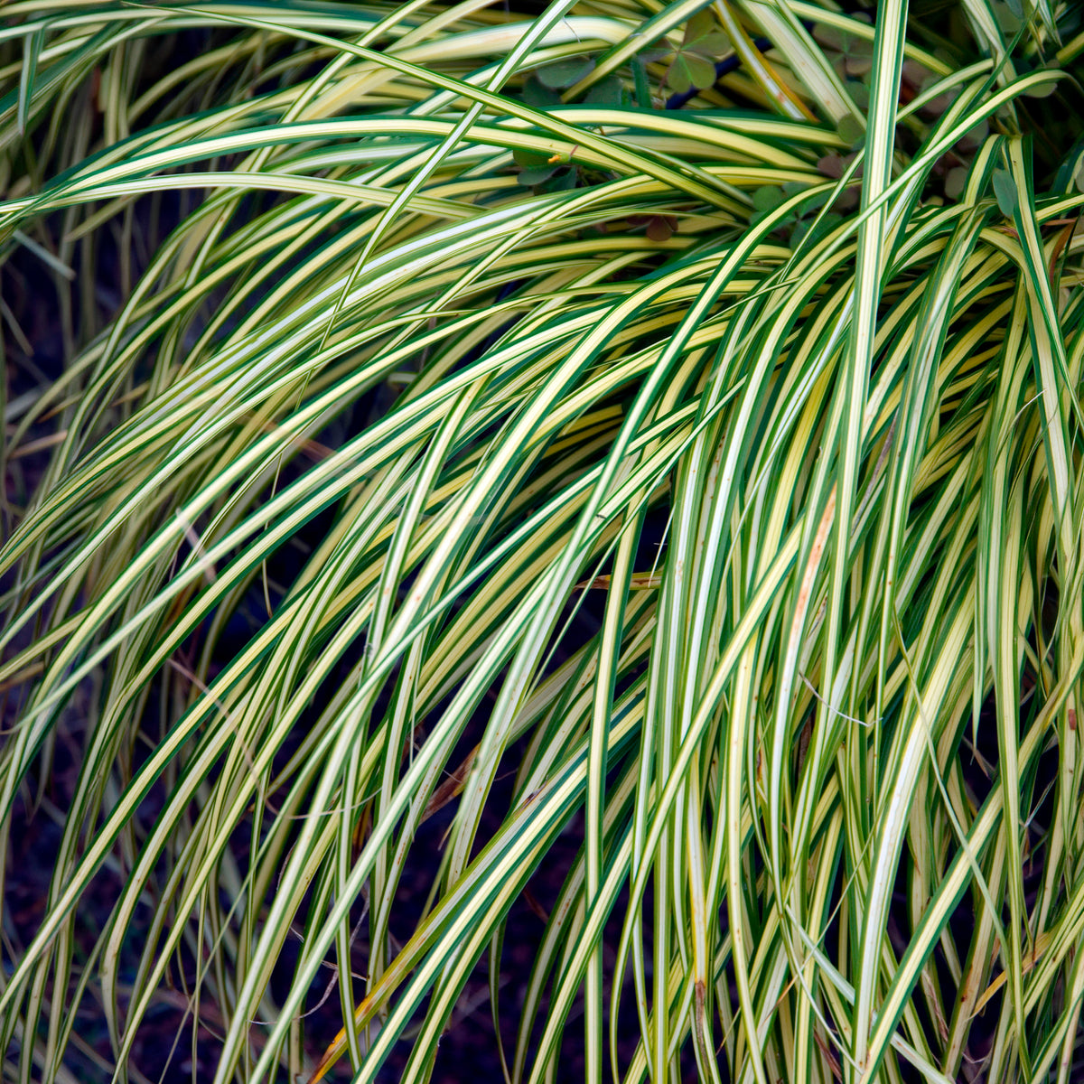 Zegge 'Evergold'