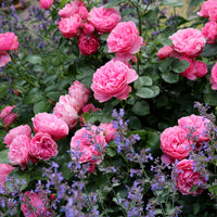 Trosroos 'Leonardo da Vinci' - Rosa floribunda Leonardo Da Vinci ® Meideauri - Bakker