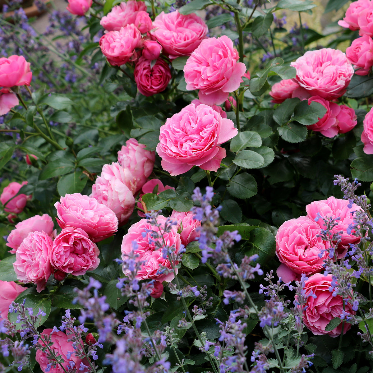 Trosroos 'Leonardo da Vinci' - Rosa floribunda Leonardo Da Vinci ® Meideauri - Bakker