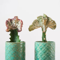 Kandelaarsplant 'Cristata' - Euphorbia lactea Cristata - Bakker