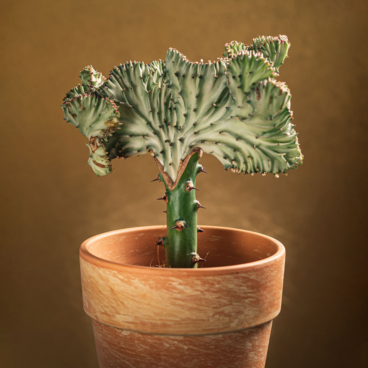 Kandelaarsplant 'Cristata' - Bakker