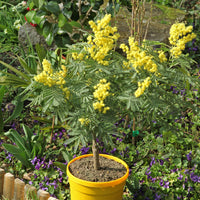 Mimosa - Bakker