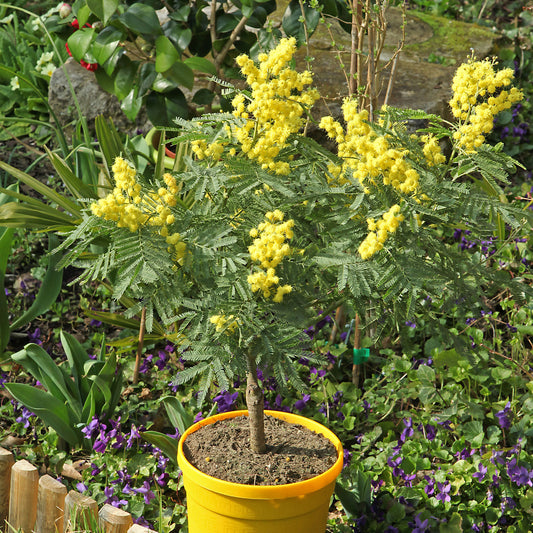 Mimosa