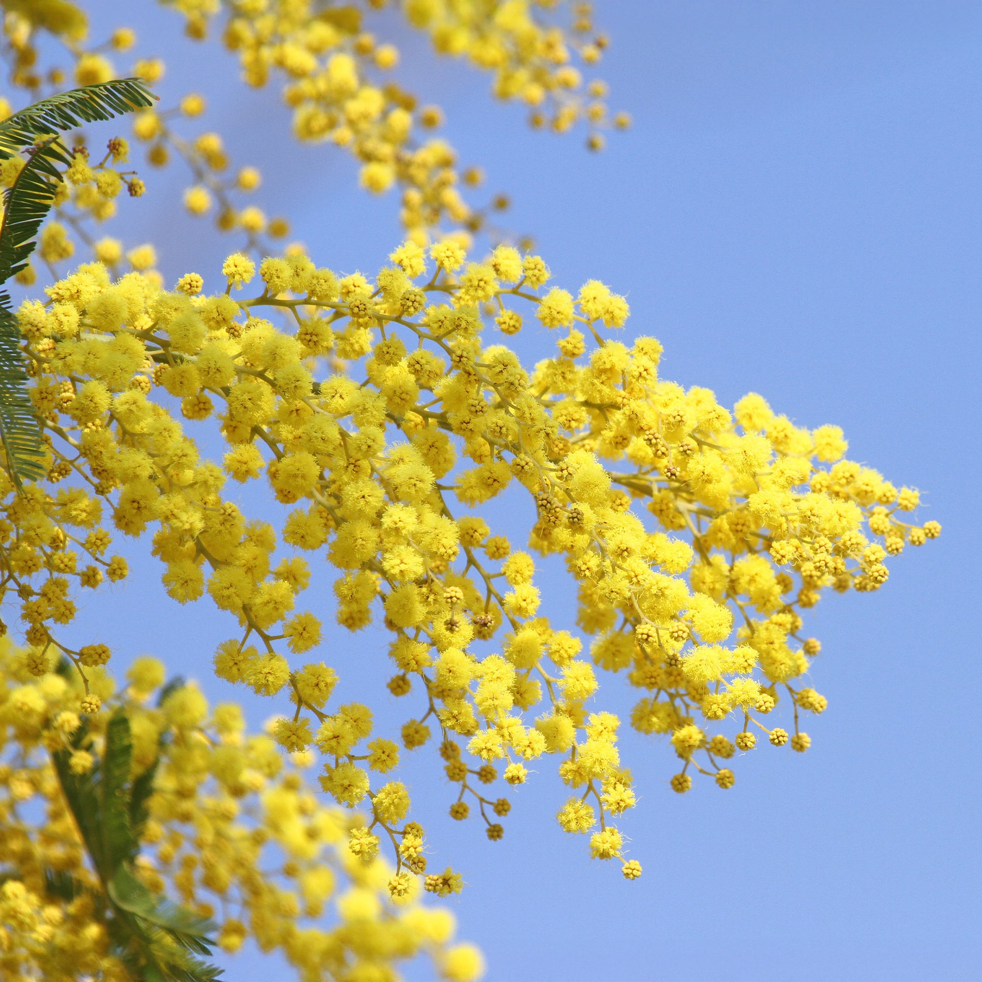 Mimosa - Acacia dealbata - Bakker