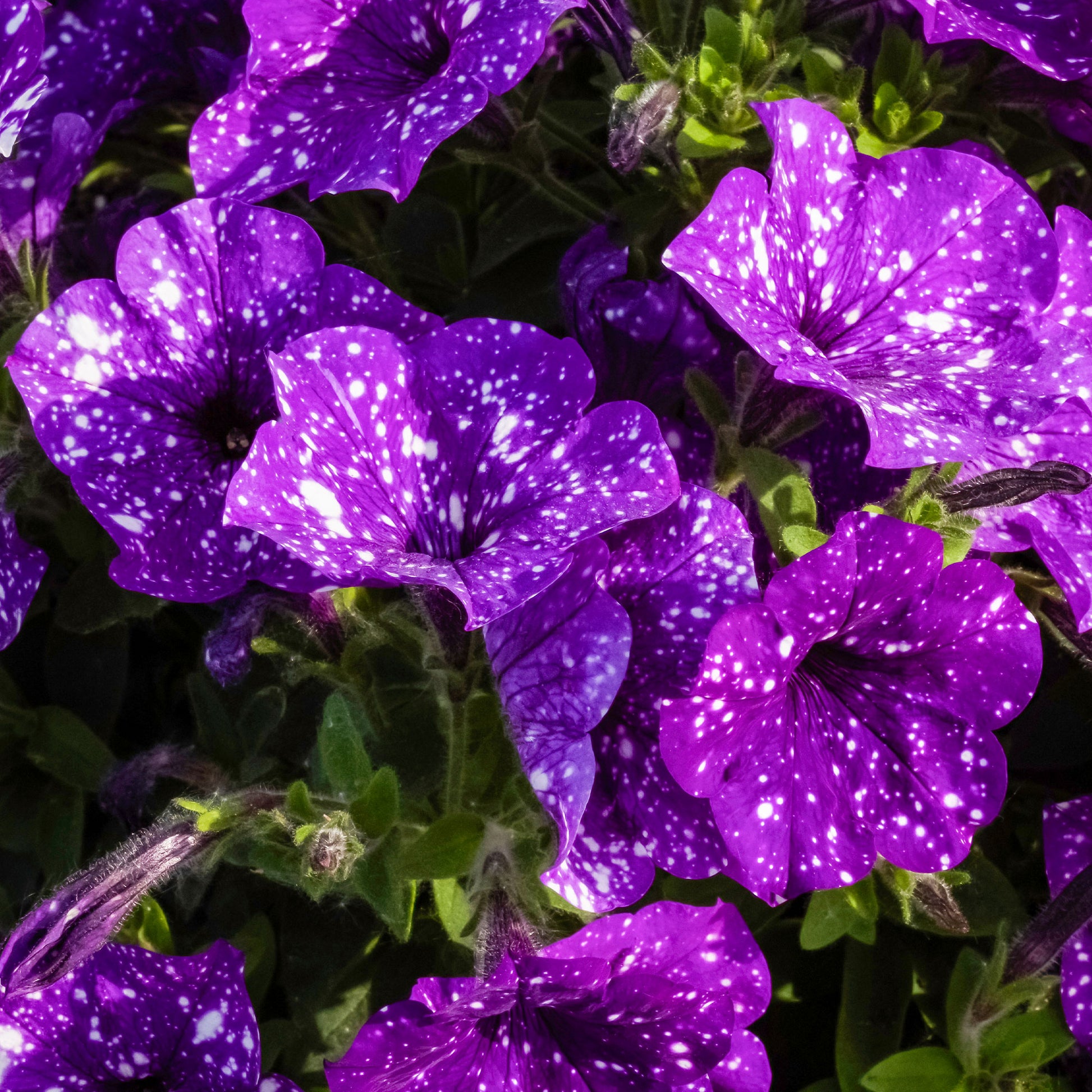 Petunia en Calibrachoa - Petunia 'Night Sky'® (x3) - Petunia Nightsky